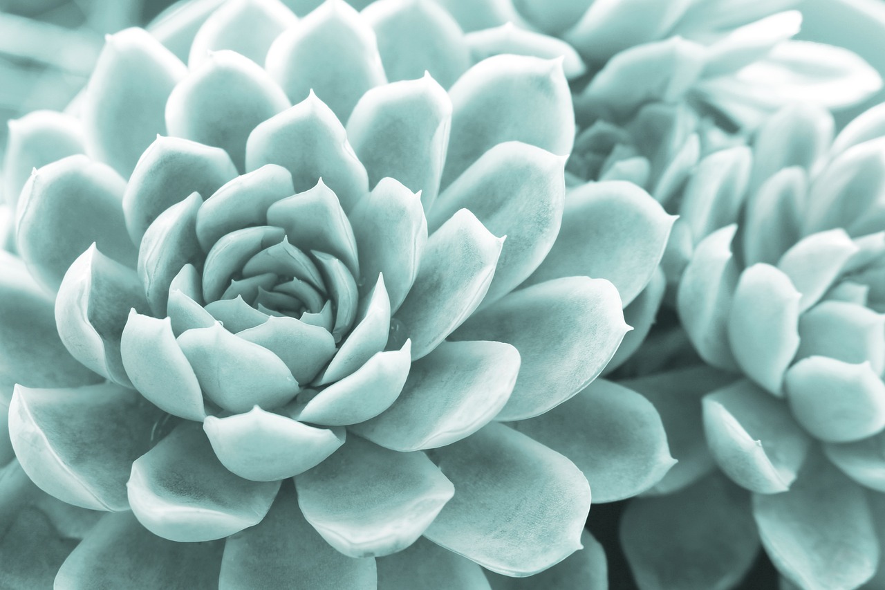 Growing Succulents in Pots: Easy Step by Step Guide